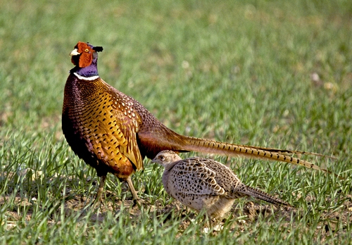 Cock and Hen Pheasant DM0530