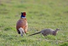 Cock and Hen Pheasants