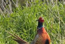 Crowing  Pheasant