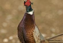 Crowing Pheasant 2