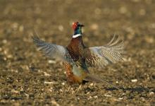 Crowing Pheasant DM0488