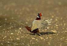 Crowing Pheasant DM0496