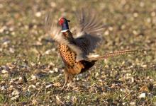 Crowing Pheasant