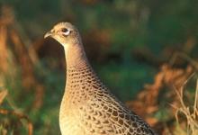 Hen Pheasant DM1473