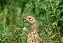 Hen Pheasant DM1474