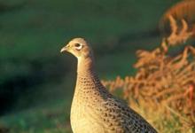 Hen Pheasant DM1475