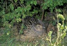 Hen Pheasant on a Nest DM0544