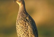 Hen Pheasant on a Post DM1476