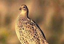 Hen Pheasant on a Post DM1477