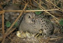Hen Pheasant with Chicks DM0197