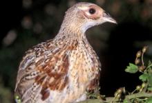 Pheasant Poult 9 weeks Roasting DM0513
