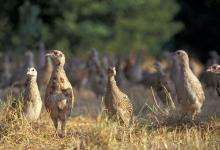 Pheasant Poults 9 Weeks Old  DM0514