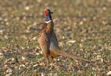 Pheasants Crowing