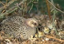 pheasant with chicks DMO549