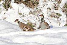 Pair Red-legged Partridges in the Snow 1