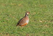 Red-leg Partridge  DM1621