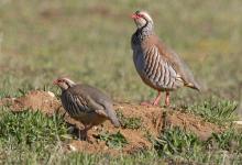 Red-leg Partridge  DM1632