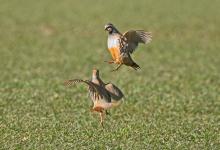 Red-leg Partridges Fighting   DM1633