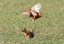 Red-leg Partridges Fighting   DM1634