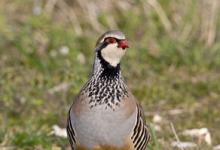 Red-legged Partridge 2