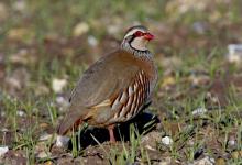 Red-legged Partridge 2