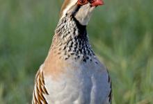 Red-legged Partridge DM0557