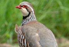 Red-legged Partridge DM1622