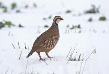 Red-legged Partridge DN1417