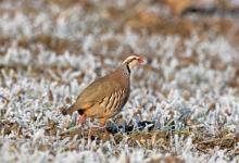 Red-legged Partridge in  the Frost