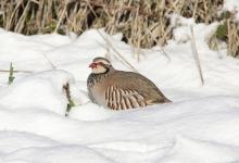 Red-legged Partridge in the Snow 1