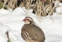 Red-legged Partridge in the Snow DM0568
