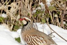 Red-legged Partridge in the Snow 3