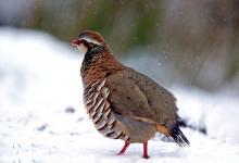 Red-legged Partridge in the Snow