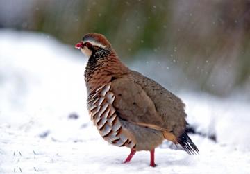  Red-legged Partridges