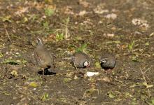 Red-legged Partridges