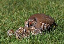 Redleg Partridge with Chicks  DM0570