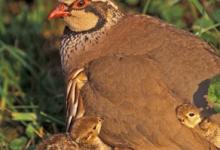 Redleg Partridge with Chicks DM0571