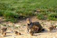 Redleg Partridge with Chicks DM0572