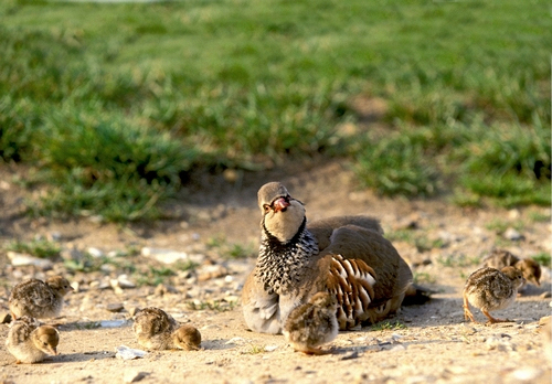 Redleg Partridge with Chicks DM0572