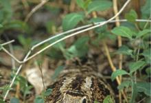 Woodcock at the Nest