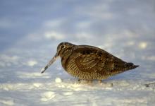 Woodcock in the Snow DM0191