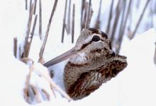 Woodcock in the Snow DM0559