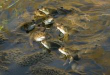 Frogs Spawning  2 DMOO38
