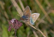 Brown Argus DM0085