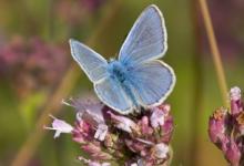 Common Blue 2 DM0073