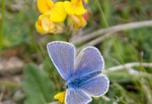 Common Blue 3 DM0079