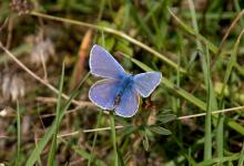 Common Blue DM0087