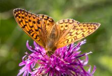 Dark Green Fritillary DM1225