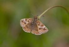 Dingy Skipper 2 DM0074