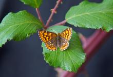 Duke of Burgundy DM1242